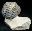 Bumpy, Partially Enrolled Barrandeops (Phacops) Trilobite #6926-3